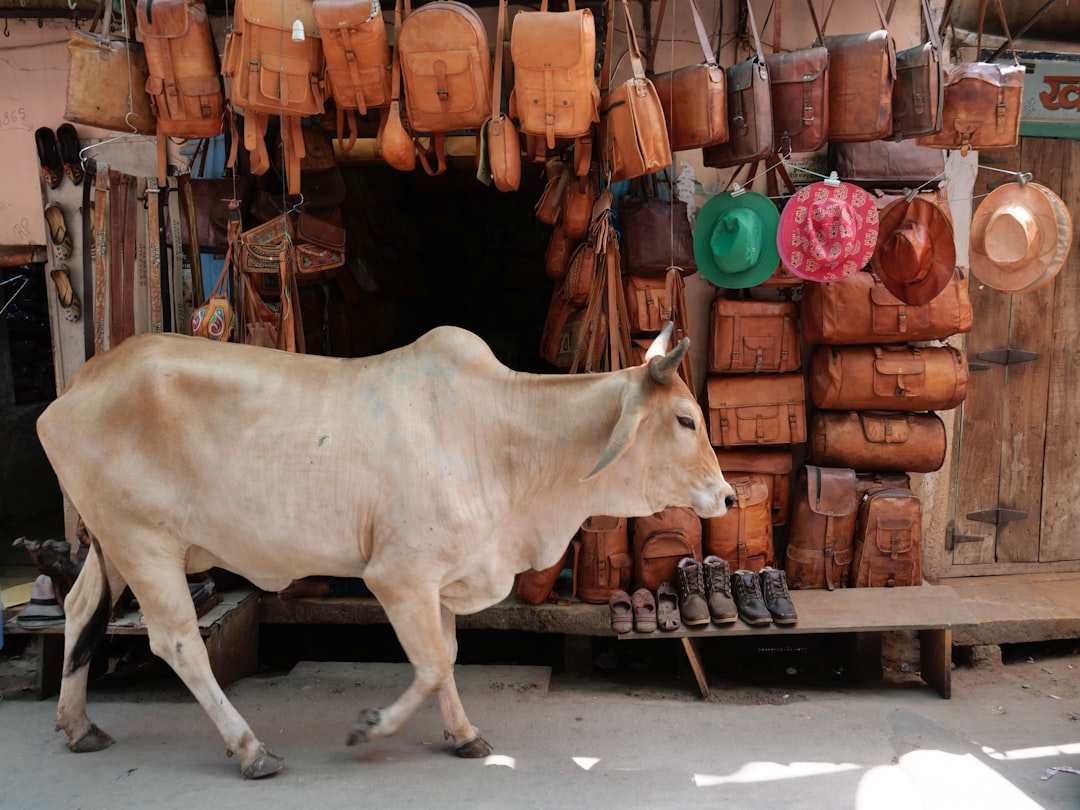 Cow walks past a stall selling leather bags